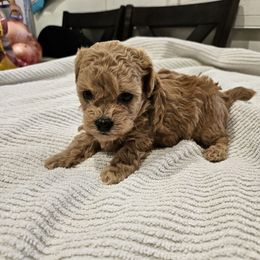 Jett - Apricot male Poodle puppy in Corona, California from Poodle house CA