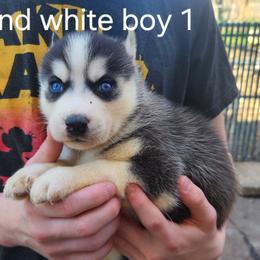 Black and White Boy 1 - Black and white male Siberian Husky puppy in Jonesboro, Arkansas from L & A Animal House Siberian Huskies