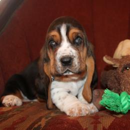 Molly - Black brown and white female Basset Hound puppy in Missouri from Clevenger Farms