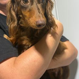 Sweetheart - Dachshund