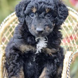 Lincoln - Black tri-color male Aussiedoodle puppy in Crete, Nebraska from Doodles & Co