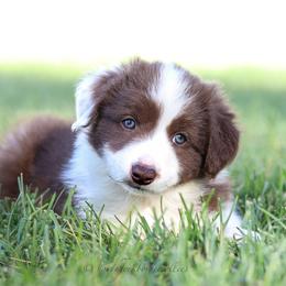 Border Collie Puppies from North Fork Border Collies