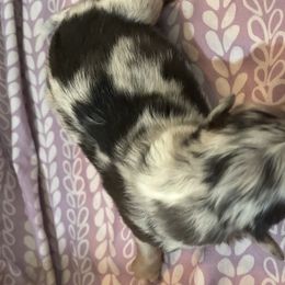 Alana - Blue merle Australian Shepherd puppy in Lee, Florida from Lovey-dovey Aussies & Yorkies