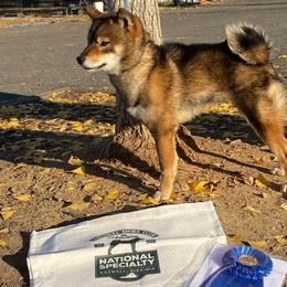 Mika - Shiba Inu