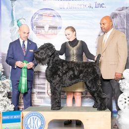 Chase - Black Russian Terrier