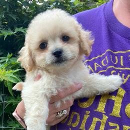 Jolene - Apricot female Poodle puppy in Alpine, Alabama from Alpine Acres Poodles