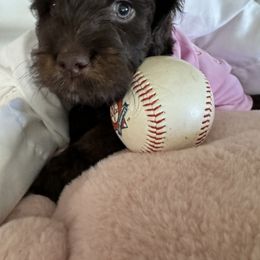 Bernedoodle, Cockapoo, and Goldendoodle Puppies from Avery Doodle Day LLC