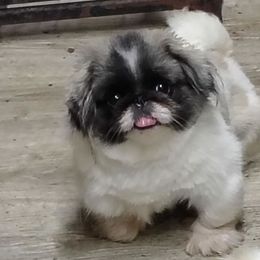 Olivia - Pekingese