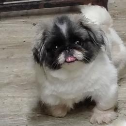 Olivia - Pekingese