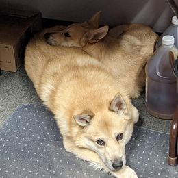 Norwegian Buhunds from Starry Sky Buhunds