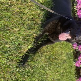 Ozeta  - German Shepherd