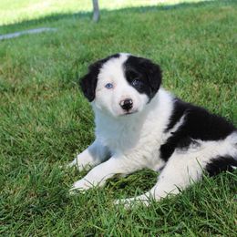 Border Collie Puppies from Forthright Border Collies