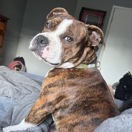 Coulee - Staffordshire Bull Terrier