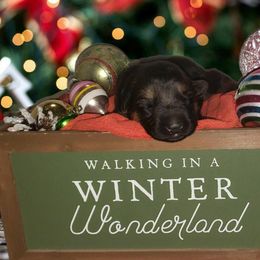 German Shepherd Puppies from Shepherd's Watch