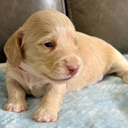 Red collar Lh cream - Cream female Dachshund puppy in Orlando, Florida from Weiner Wunderland of Central Florida