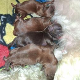 Job - Lilac male Shih Tzu puppy in Memphis, Tennessee from Lady and the Tramp