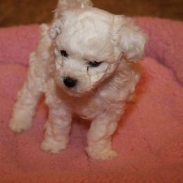 Bichon Frise Puppies from Cher Ami Bichons