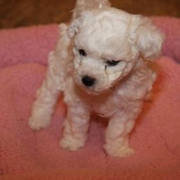 Bichon Frise Puppies from Cher Ami Bichons