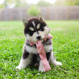 Ube - Black and white female Pomsky puppy in Trenton, Texas from Blissful Paws Pomskies