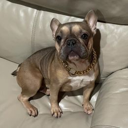 French Bulldogs from Glitz