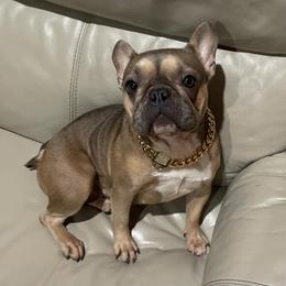 French Bulldogs from Glitz