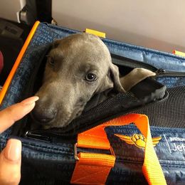 Weimaraners from Kiser Kennels