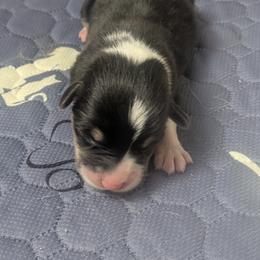 Boy 1 - Black and tan male Pembroke Welsh Corgi puppy in Edinburgh, Indiana from J Bar M Corgis