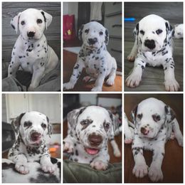 Dalmatian Puppies from Sublime Dalmatians