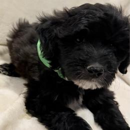 Bronco - Black male Bordoodle puppy in Churchill County Fallon, Nevada from Card Family Ranch