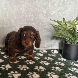 Noah - Chocolate male Dachshund puppy in Brandon, Florida from Knights Dachshunds