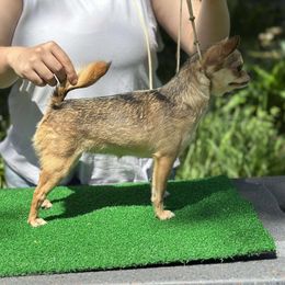 Vera - Chihuahua