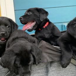 Labrador Retrievers from Lush Haven Retrievers