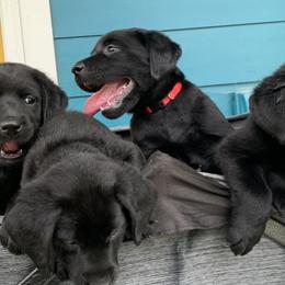 Labrador Retrievers from Lush Haven Retrievers