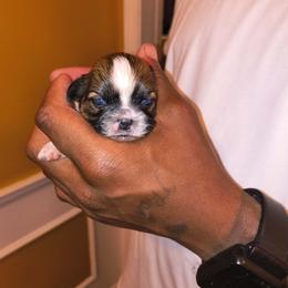 Girl 3 - Gold and white female Shih Tzu puppy in Memphis, Tennessee from Lady Class Kennel