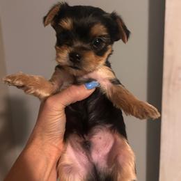 Snoopy - Blue and gold male Yorkshire Terrier puppy in Hot Springs, Arkansas from Weslynn Kennels