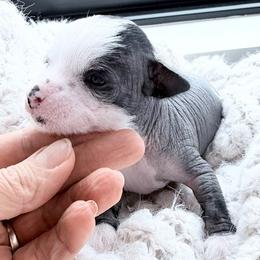 Iris - Black and white male Chinese Crested puppy in Gold River, California from Royal Chinese Crested