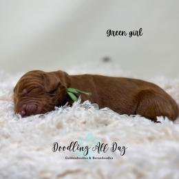 Green girl - Red  female Goldendoodle puppy in Valdese, North Carolina from Doodling All Day Goldendoodles