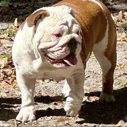 Persie - Bulldog