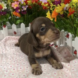 Fuchsia Collar - Chocolate and tan female Dachshund puppy in Belfair, Washington from Devoted Doxies, Lorraine’s Yorkies
