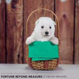 Green collar - White female Berger Blanc Suisse puppy in Chestnut, Illinois from Fireside Fernweh