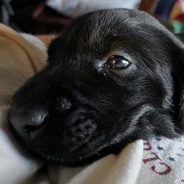 Girl 3 - female Labrador Retriever puppy in Theodore, Alabama from Folklore Canine L.L.C