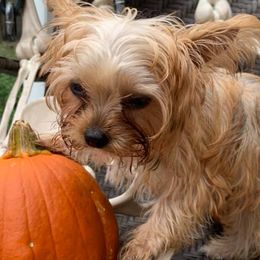 Maltese and Yorkshire Terriers from S & P Farms