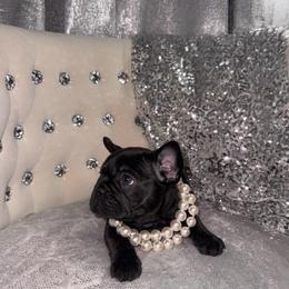 Whitney - Black female French Bulldog puppy in Fort Wayne, Indiana from Jack & Ruby's Frenchies