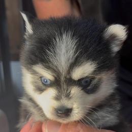 Suzy Q - Black and white female Pomsky puppy in Spring Hill, Florida from PDQ Pomskies