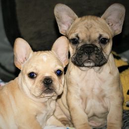 Boston Terriers and French Bulldogs from Savana’s Boston Terriers and French Bulldogs