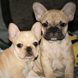 Boston Terriers and French Bulldogs from Savana’s Boston Terriers and French Bulldogs