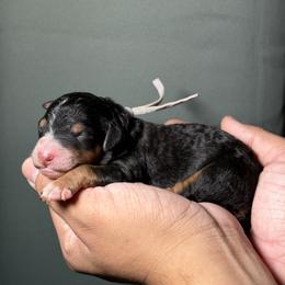 Grey Collar - Tri-color male Bernedoodle puppy in Palmetto Bay, Florida from SOMIDOODLES