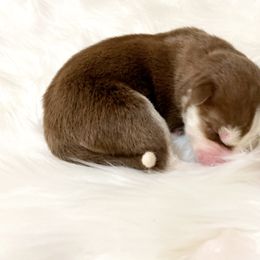 Siberian Husky Puppies from Vixen Siberians