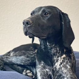 Ciara - German Shorthaired Pointer