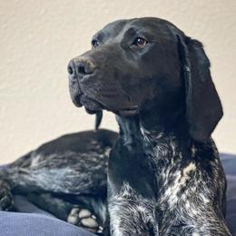 Ciara - German Shorthaired Pointer